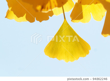 Ginkgo biloba Ginkgo biloba 94862246