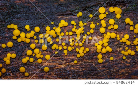 Yellow Fairy Cups - Calycina citrina, yellow mushroom in the forest 94862414
