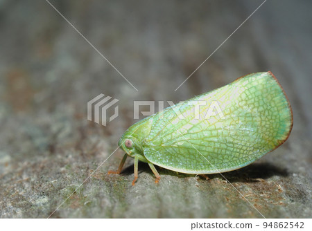 Aoi Bahagoromo 94862542