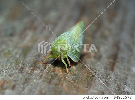 Aoi Bahagoromo 94862578