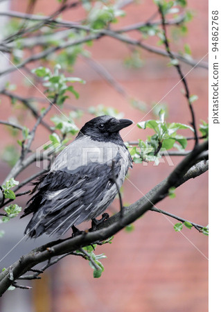 crow chick is sitting on a tree against the background of a brick house. wildlife in the city 94862768