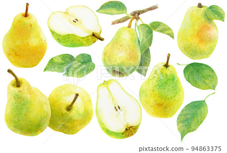 水彩梨和梨葉素材合集 94863375