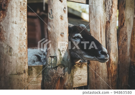 Lonely sheep. Animal stable. Natural farming. Pretty lamb with brown and white coloring snout looking from yard fence. Lonely sheep. Animal stable. Natural farming. Pretty lamb with brown and white coloring snout looking from yard fence. 94863580