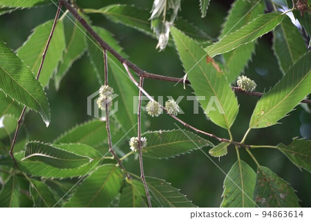 棕櫚樹的小堅果 94863614