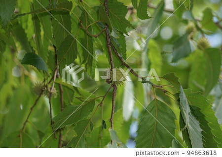 Young young nuts of the palm tree　 94863618
