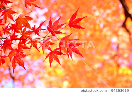 Gradation of bright autumn leaves 94863619