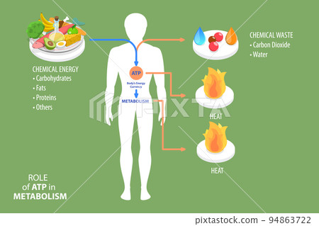 3D Isometric Flat Vector Conceptual Illustration of Role Of ATP In Metabolism 94863722