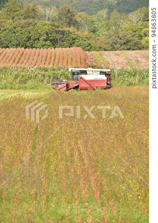 Shoot the scenery of soba harvesting in Otobe-cho, Hokkaido in autumn Shoot the scenery of soba harvesting in Otobe-cho, Hokkaido in autumn 94863805