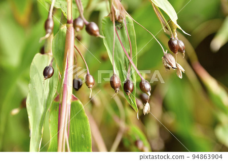 拍攝北海道音部秋收的鴿子麥田風光 94863904