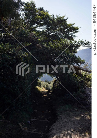 樹枝隧道 樹枝隧道 94864447