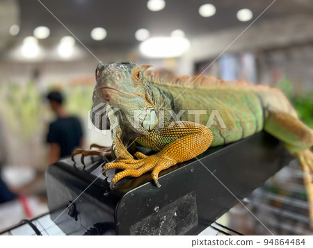 鬣蜥聯繫咖啡廳 94864484