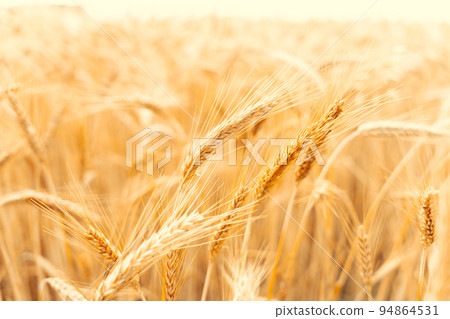 Golden wheat rye landscape in sun day. Golden harvest background. Bread plant agriculture farm cereal crop in sunset. 94864531