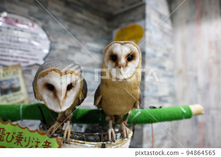 Fukuro Owl Cafe Fukuro Owl Cafe 94864565