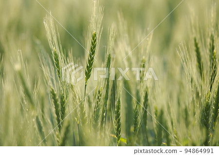 Wheat field closeup Wheat field closeup 94864991