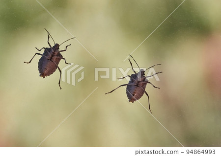 Stink bugs closeup on the window 94864993