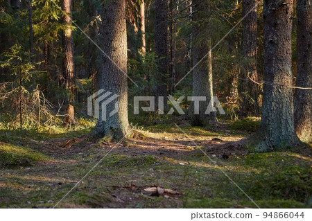 Forest of Pines 94866044