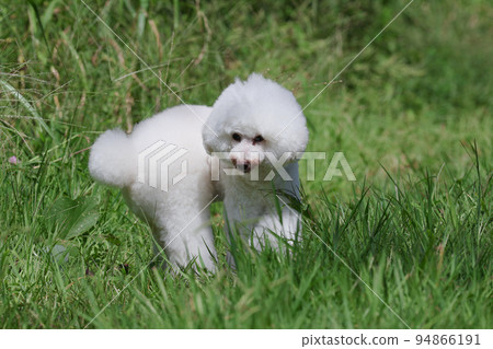 走在草叢中的玩具貴賓犬 走在草叢中的玩具貴賓犬 94866191