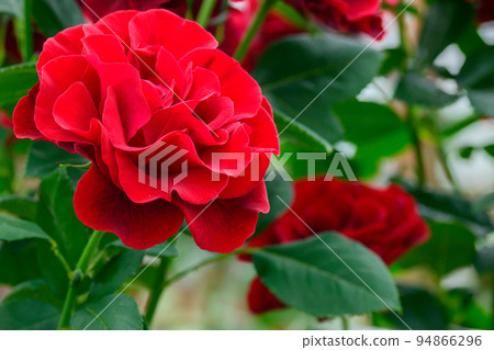 Beautiful L, D Breaththwaite flower "Rose" Rose close-up Dark background photography Beautiful L, D Breaththwaite flower "Rose" Rose close-up Dark background photography 94866296