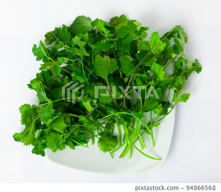 Fresh cilantro herbs on white background 94866568