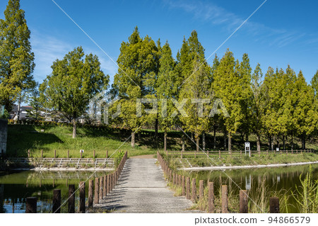 寢屋川市內上川防洪綠地的水杉 寢屋川市內上川防洪綠地的水杉 94866579