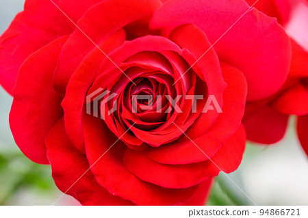 美麗的凡爾賽宮花“玫瑰”玫瑰特寫攝影 美麗的凡爾賽宮花“玫瑰”玫瑰特寫攝影 94866721