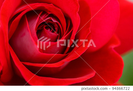 Beautiful Chateau de Versailles Flower "Rose" Rose close-up photography 94866722