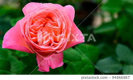 Beautiful Mademoiselle Mayan Flower "Rose" Rose close-up photography 94866867