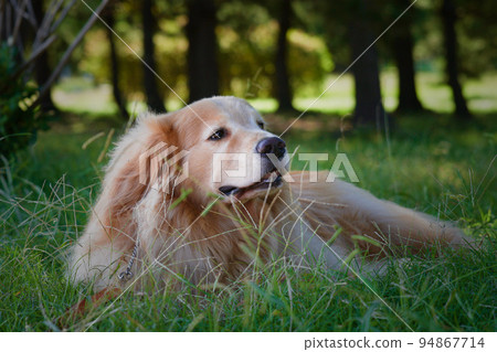golden retriever standing in the grass golden retriever standing in the grass 94867714