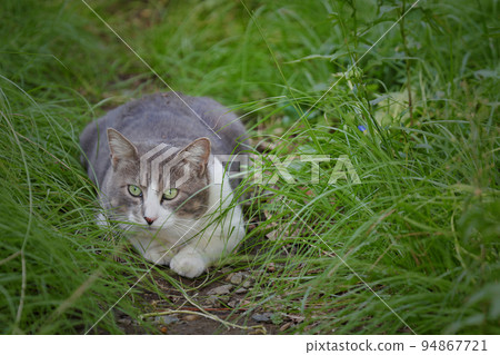 Stray cats living in the park 94867721