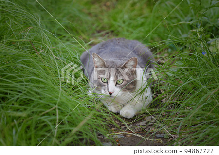 Stray cats living in the park Stray cats living in the park 94867722
