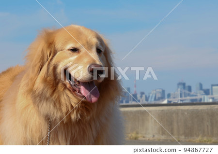 Golden retriever posing on a park bench 94867727
