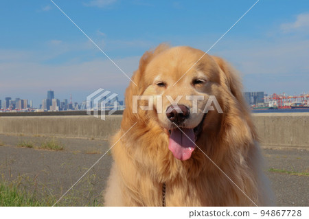 Golden retriever posing on a park bench 94867728