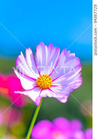 Expo Park Cosmos 94867729