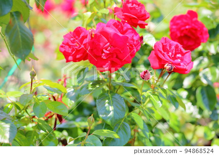 Rose flower urmer munster Rose flower urmer munster 94868524