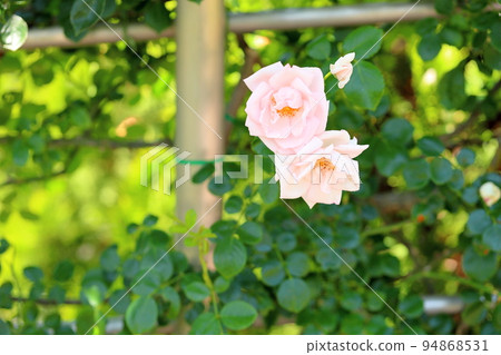 玫瑰花新黎明 玫瑰花新黎明 94868531