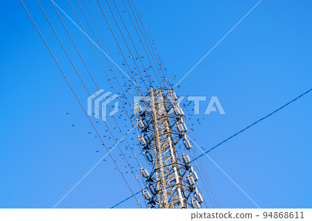 A flock of starlings gathering on a power transmission tower and high-voltage lines and a blue sky　 94868611