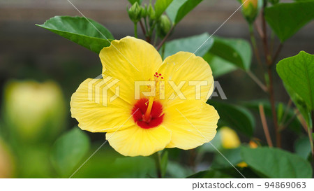 Hibiscus natural flower (image of tropical resort in summer) 94869063