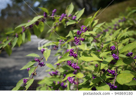 Purple purple berries turn color Purple purple berries turn color 94869180