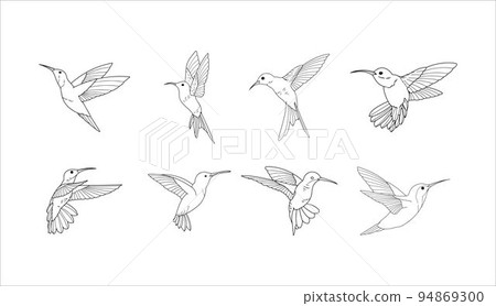 Collection of Animal Wild Hummingbird Vector on a White Background  94869300