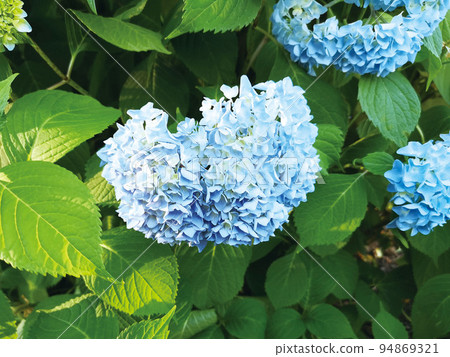 hydrangea hydrangea 94869321
