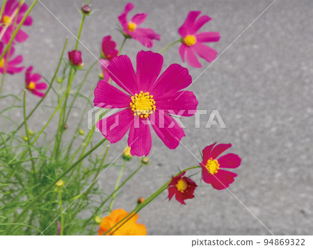 cosmos found in summer cosmos found in summer 94869322