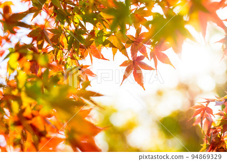 Colored maple L-shaped frame Autumn maple background material Autumn image Evening color Colored maple L-shaped frame Autumn maple background material Autumn image Evening color 94869329