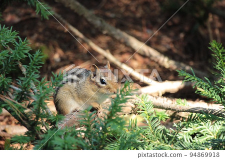 Chipmunk 94869918