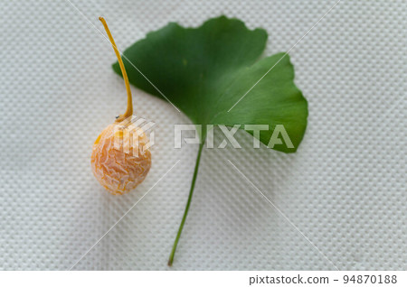 新鮮採摘的銀杏果 94870188