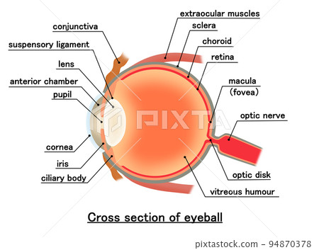 cross-section diagram, eyes, eye 94870378
