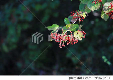 Red dragonfly on viburnum with red berries Red dragonfly on viburnum with red berries 94870384