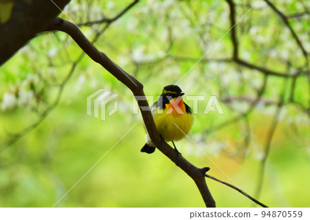 春天捕蠅器棲息在下垂的樹枝上 春天捕蠅器棲息在下垂的樹枝上 94870559