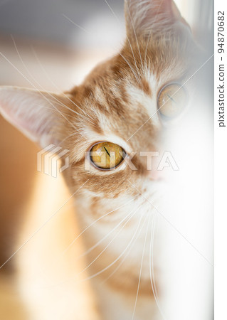 Portrait of a red cat, the cat looks into the camera. Vertical photo. 94870682