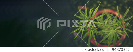 Banner Green Marijuana tree cannabis plant narcotic herbal in greenhouse. Panoramic Hemp leaf made cannabis crude oil medicine farm on sun light. CBC, THC herb agriculture Weed leaf Drug concept 94870802