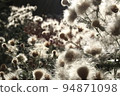 Dry flowers forest landscape. Dry flowers field, meadow. Sensual delicate beige background delicate dry aesthetic floral photo 94871098